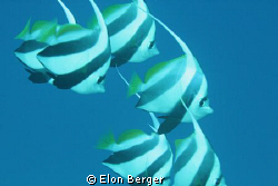 Angels by Elon Berger 